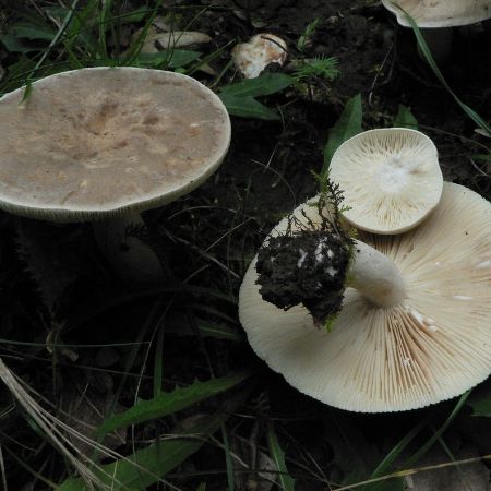 Lactarius pterosporus