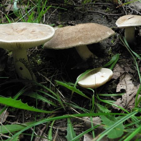 Lactarius pterosporus