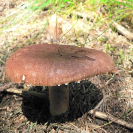 Lactarius rufus