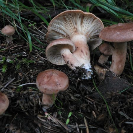 Lactarius rufus