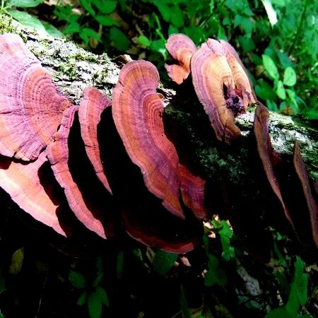 Daedaleopsis tricolor