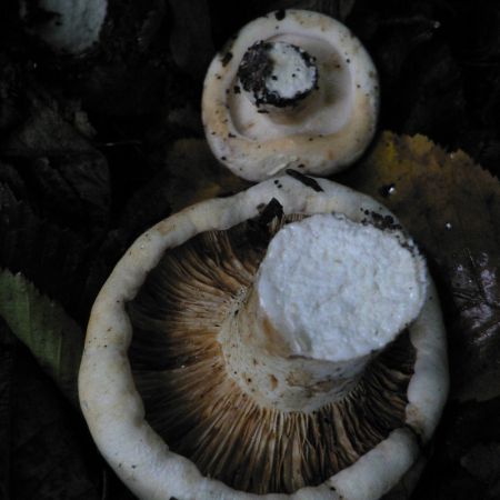 Lactarius vellerus