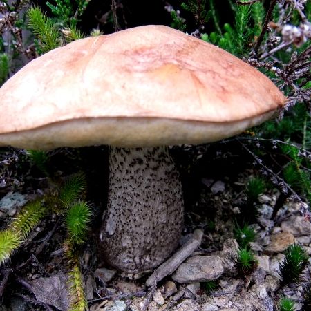 Leccinum versipelle