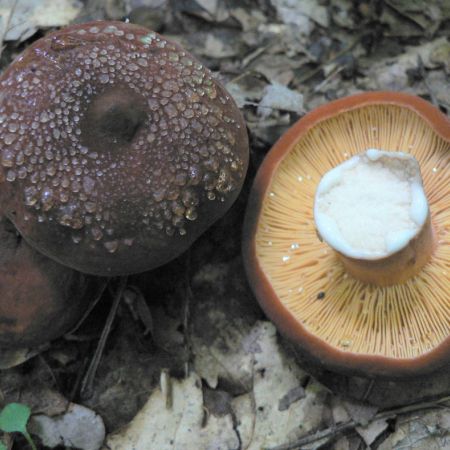 Lactarius volemus