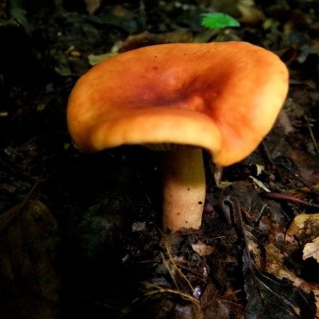 Lactarius volemus