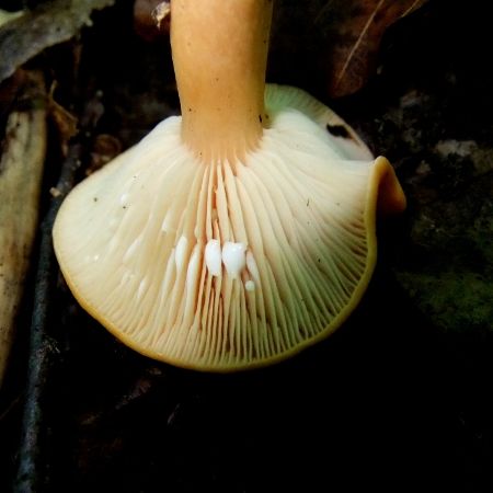 Lactarius volemus