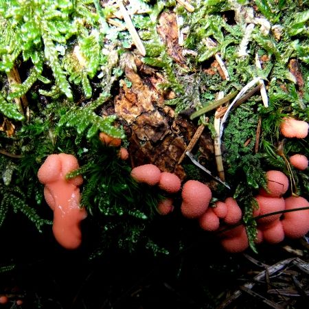 Lycogala epidendrum