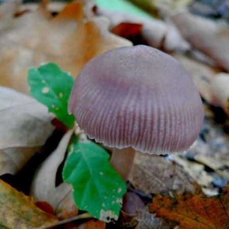 Mycena pura