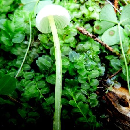 Mycena epipterygia