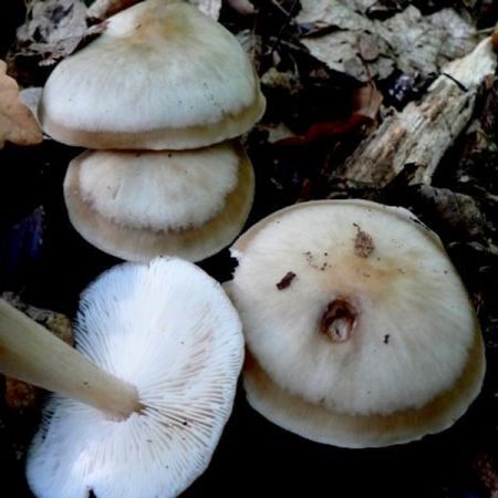 Collybia butyracea