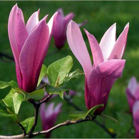 magnolia