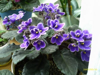 saintpaulia violeta africana