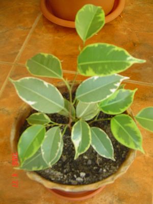 ficus benjamin