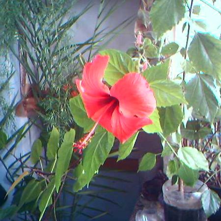 Hibiscus rosu