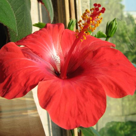 floare de Hibiscus