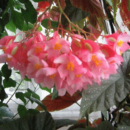 Begonia