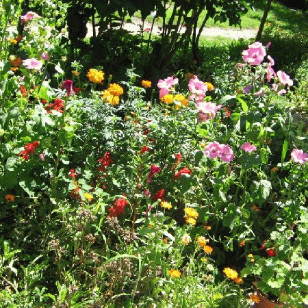 flori din gradina bunicii