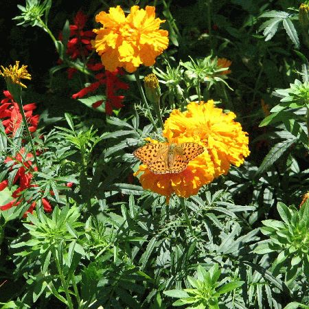 Flori din gradina bunicii