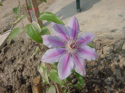 Clematita roz