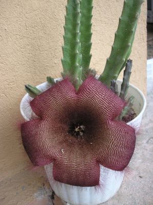 stapelia