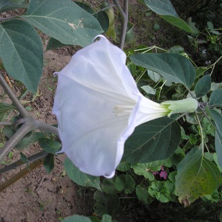 datura