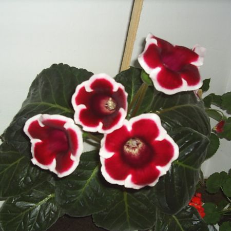 Gloxinia