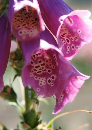 Floare necunoscuta