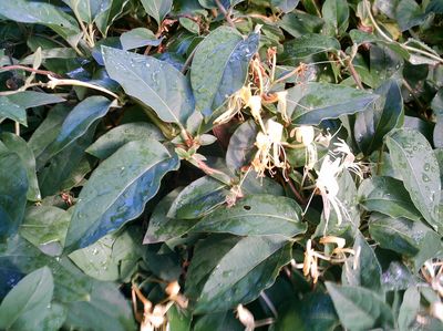 Lonicera