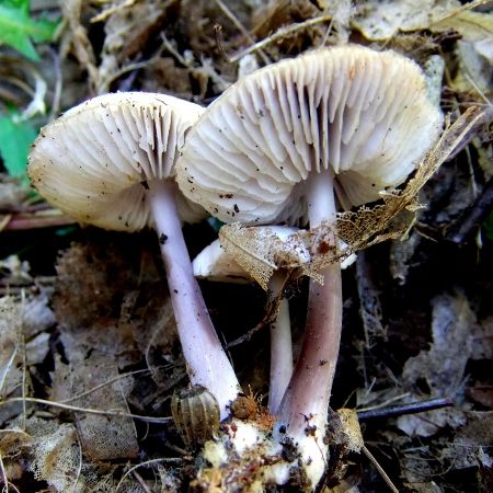 Mycena pura