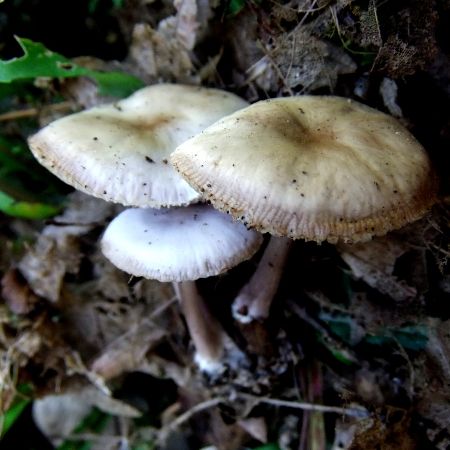 Mycena pura