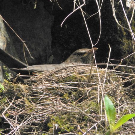 Turdus merula