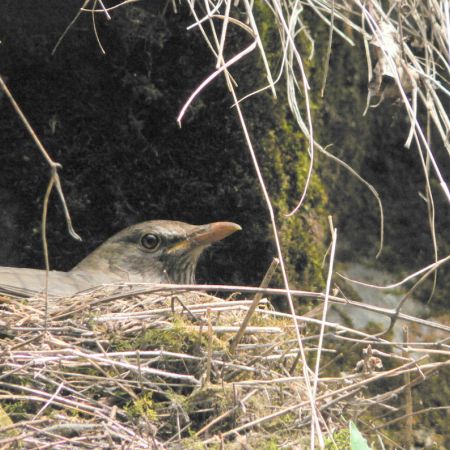 Turdus merula