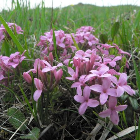 Daphne cneorum