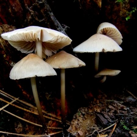 Mycena galericulata