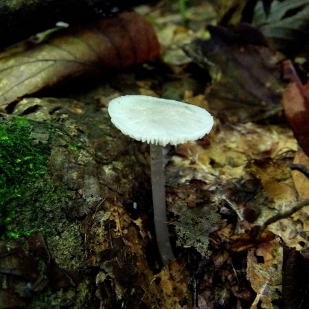 Mycena pura