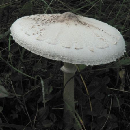 Lepiota mastoidea