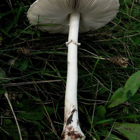 Lepiota mastoidea