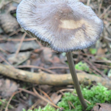 Mycena polygramma