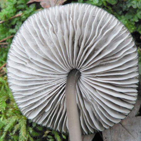 Mycena polygramma