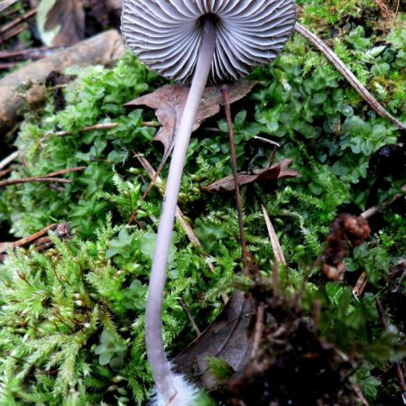 Mycena polygramma