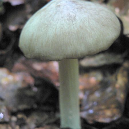 Megacollybia plathyphylla