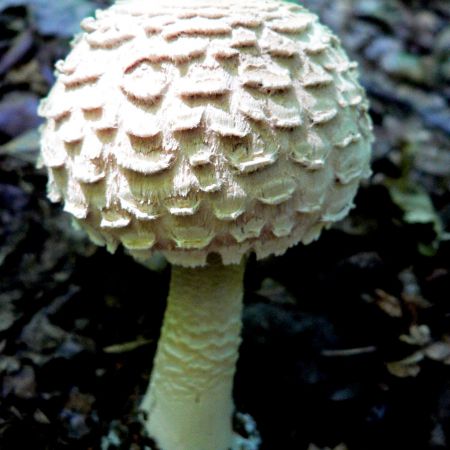 Macrolepiota rhacodes