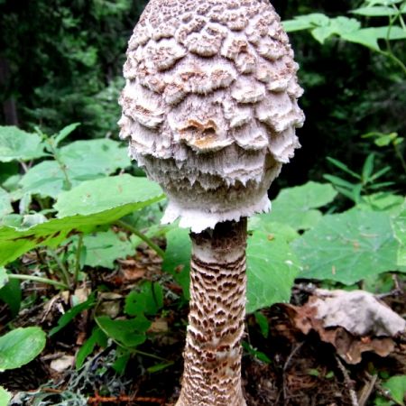 Macrolepiota procera