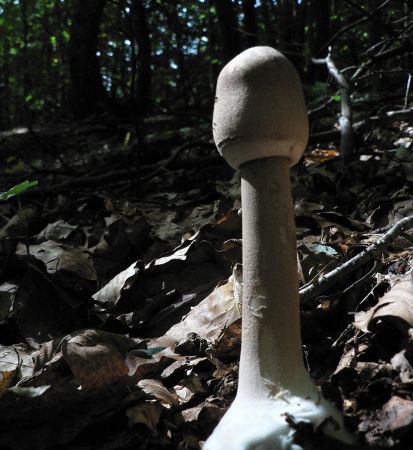 Macrolepiota procera