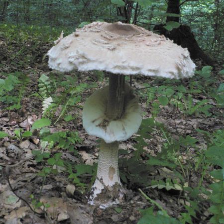 Macrolepiota procera