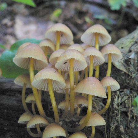 Mycena renati