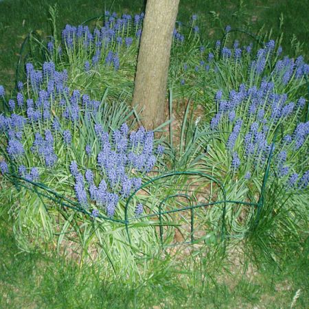 Muscari **Cris