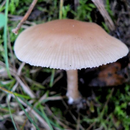 Mycena rosea