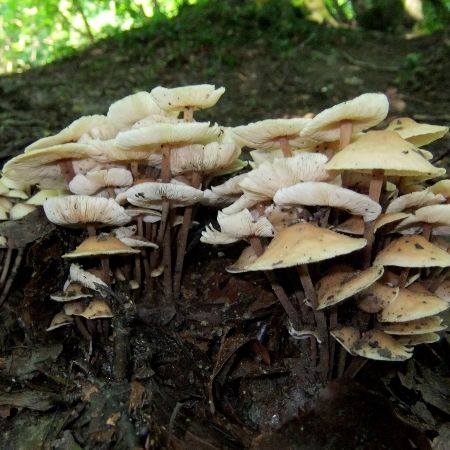 Collybia bresadole