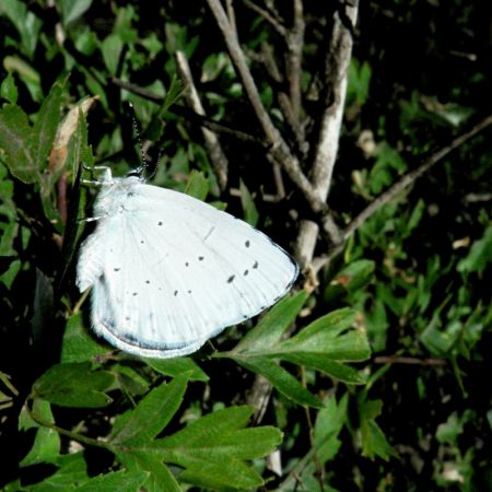 Celestrina argiolus